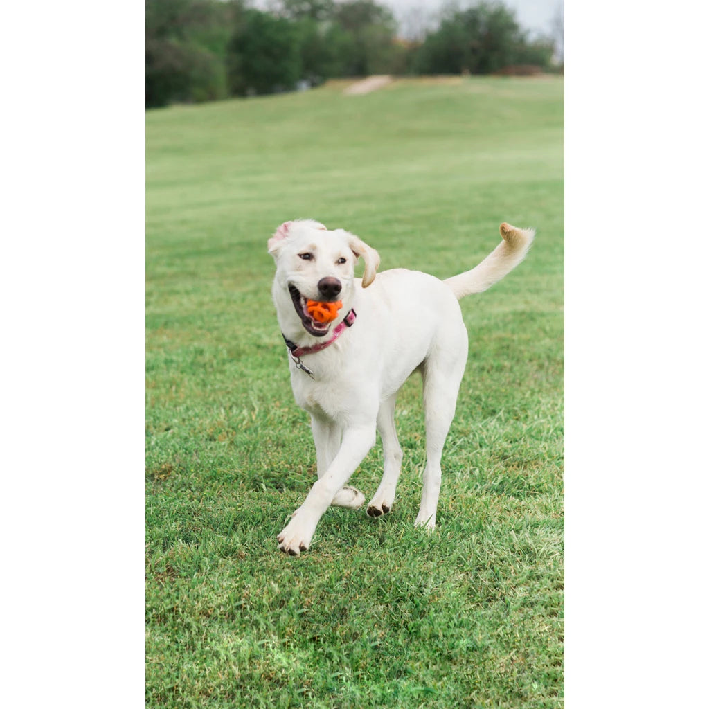 Chuckit! Air fetch ball